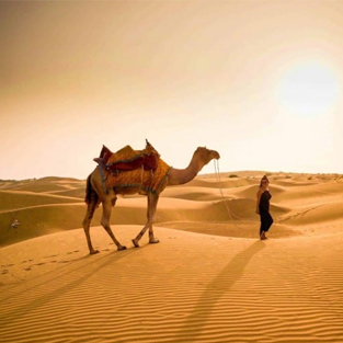 camel ride in jodhpur by lucky cab